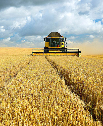 buy-organic-&-alternative-grains