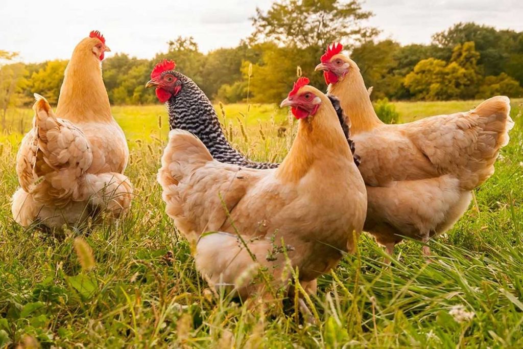 chicken-feed-organic-processed-stockfeeds