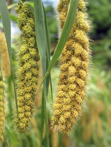Ripe Millet Heads