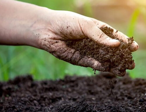 A New Opportunity to Improve Your Soil